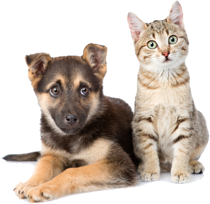  mutuelle chien chat